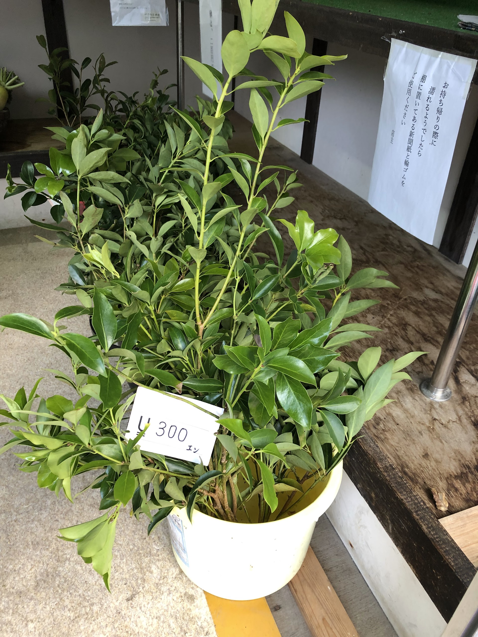 バケツに立てられたシキビの束